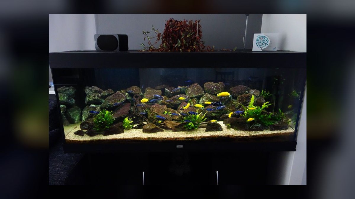 Top 10 Cichlid Breeding Setup Ideas 2027