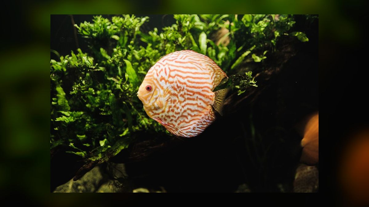 Top 10 Cichlid Breeding Setup Ideas 2027