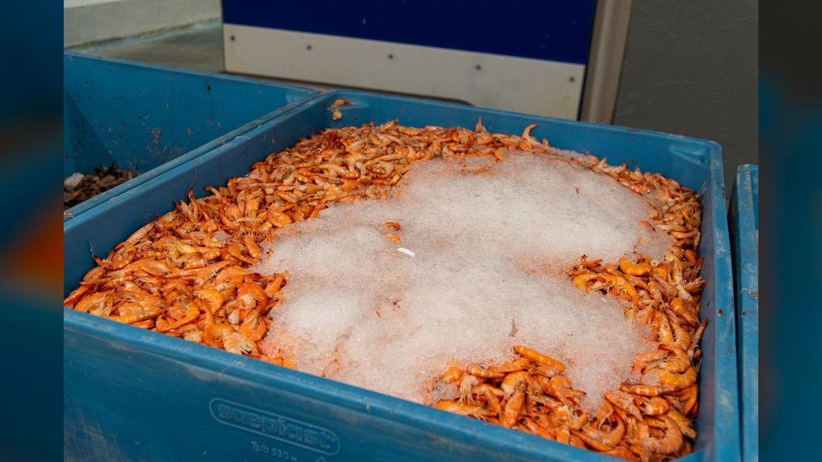 Top 10 Shrimp Breeding Tanks 2027 — figure 1