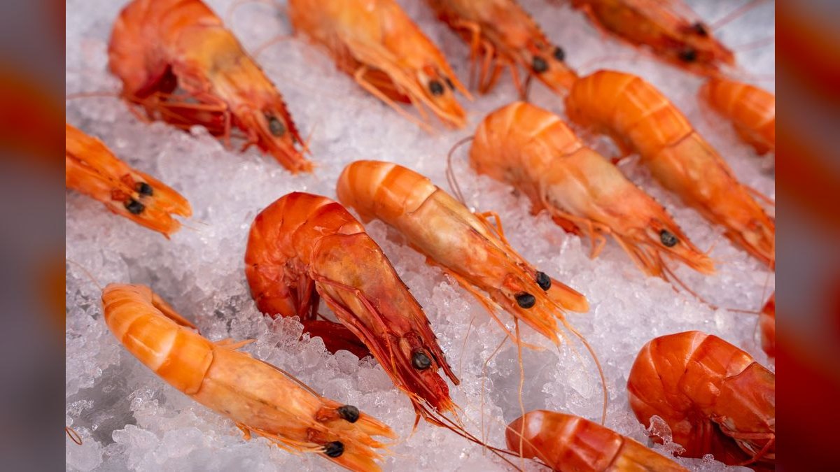 Top 10 Shrimp Breeding Tanks 2027 — figure 2