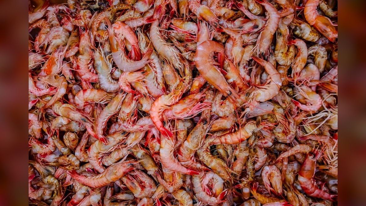 Top 10 Shrimp Breeding Tanks 2027 — figure 4