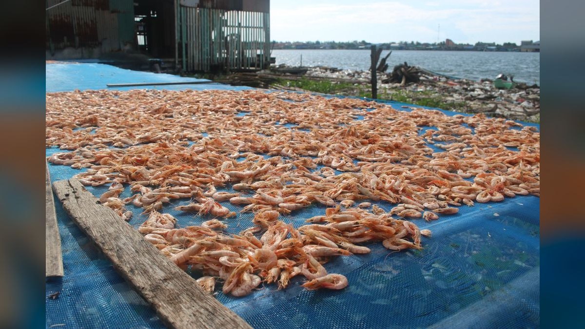 Top 10 Shrimp Breeding Tanks 2027 — figure 5