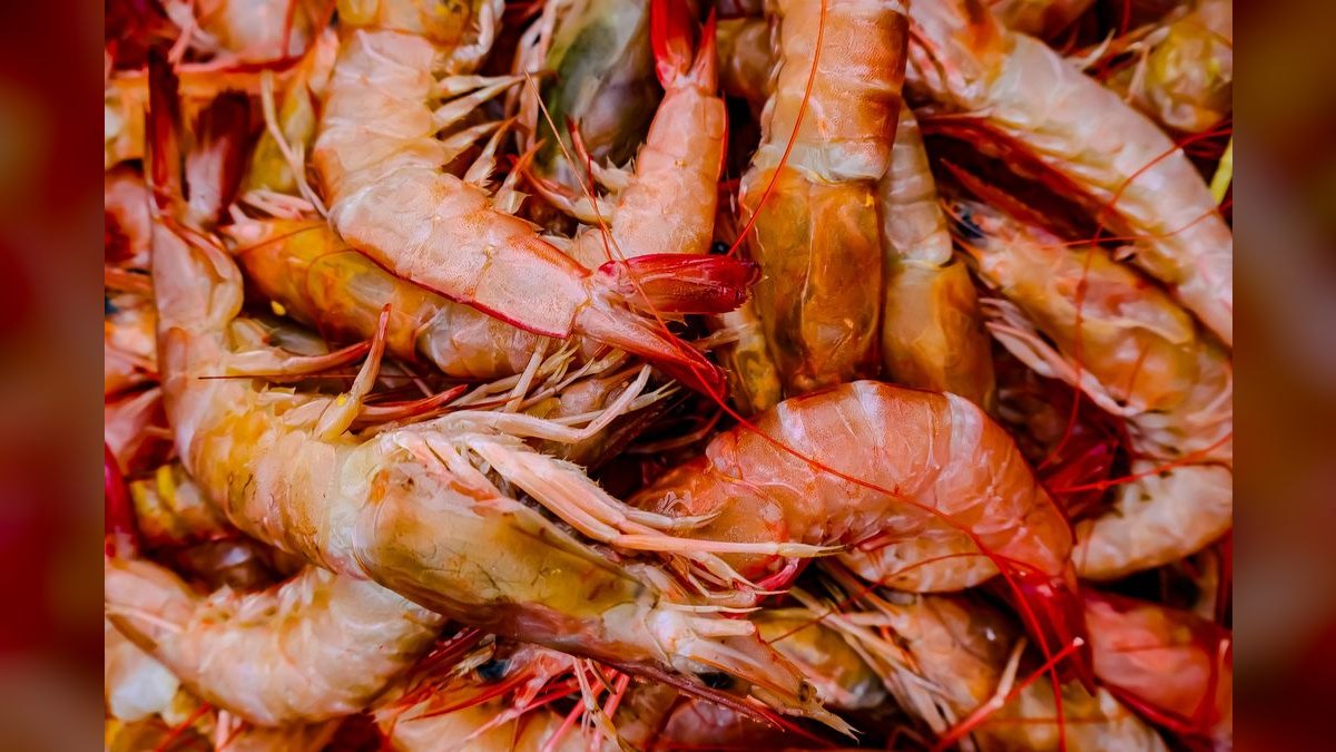 Top 10 Shrimp Breeding Tanks 2027 — figure 6