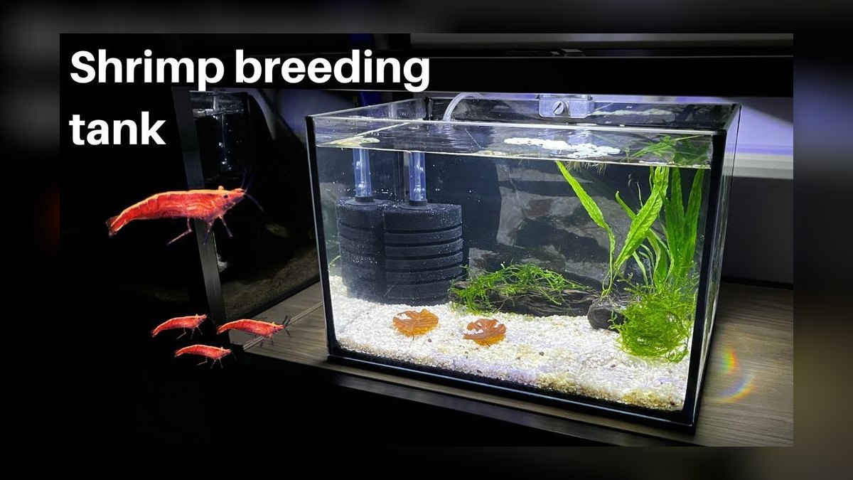 Top 10 Shrimp Breeding Tanks 2027 — figure 8