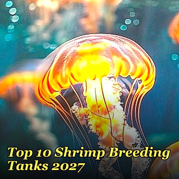 Top 10 Shrimp Breeding Tanks 2027