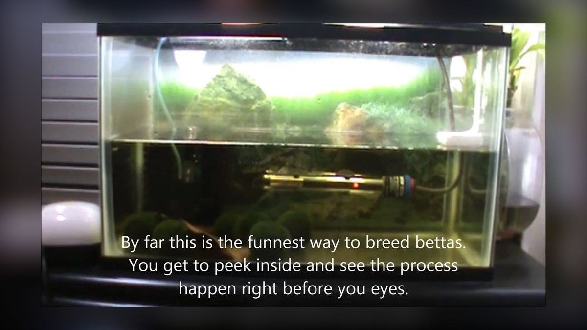 Top 10 Betta Breeding Tank Setup 2027 — figure 5