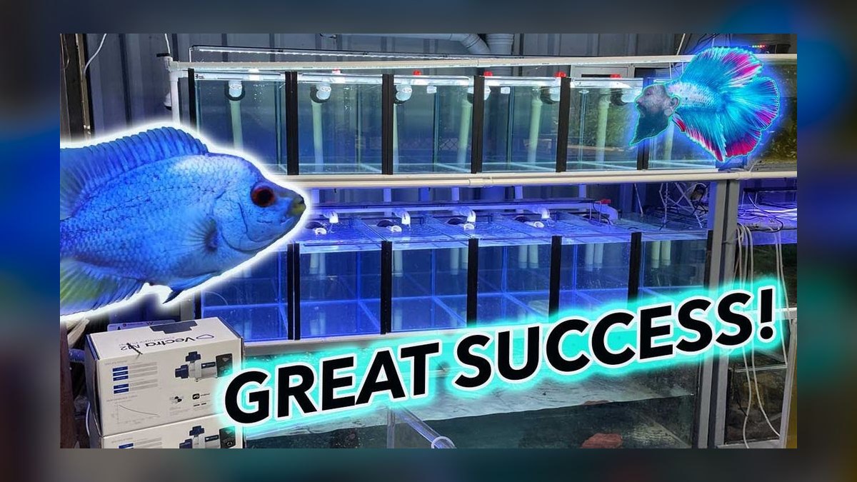 Top 10 Betta Breeding Tank Setup 2027