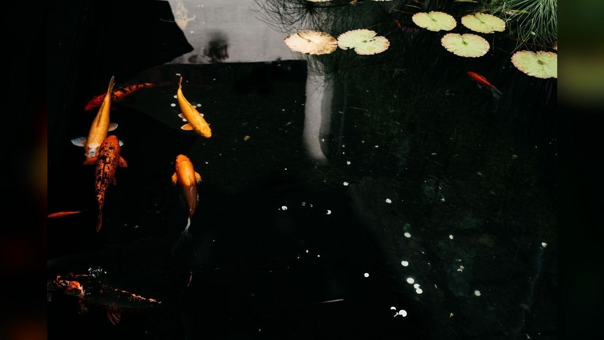 Top 10 Aquarium Lily Pipes 2027