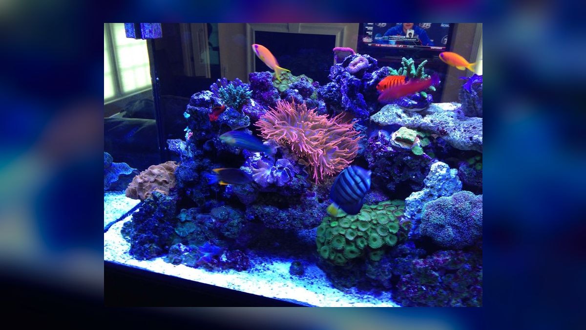Top 10 Custom Aquarium Builders 2027 — figure 10