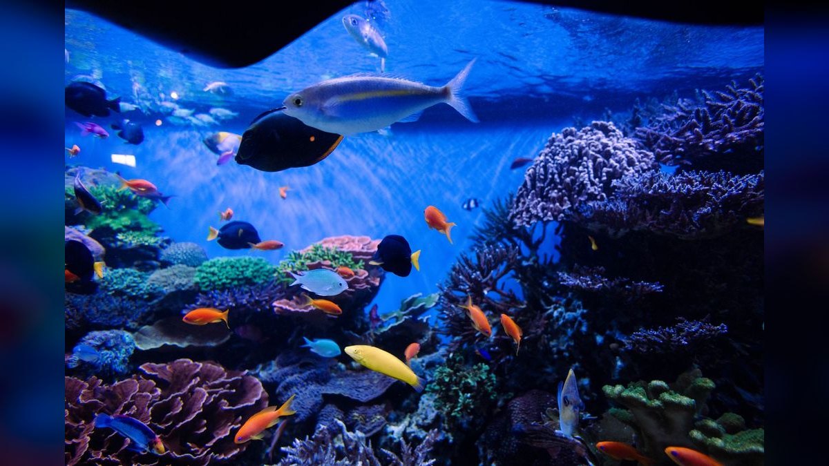 Top 10 Custom Aquarium Builders 2027 — figure 2