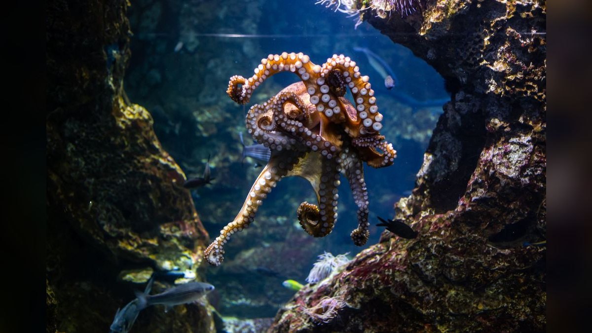 Top 10 Custom Aquarium Builders 2027 — figure 3