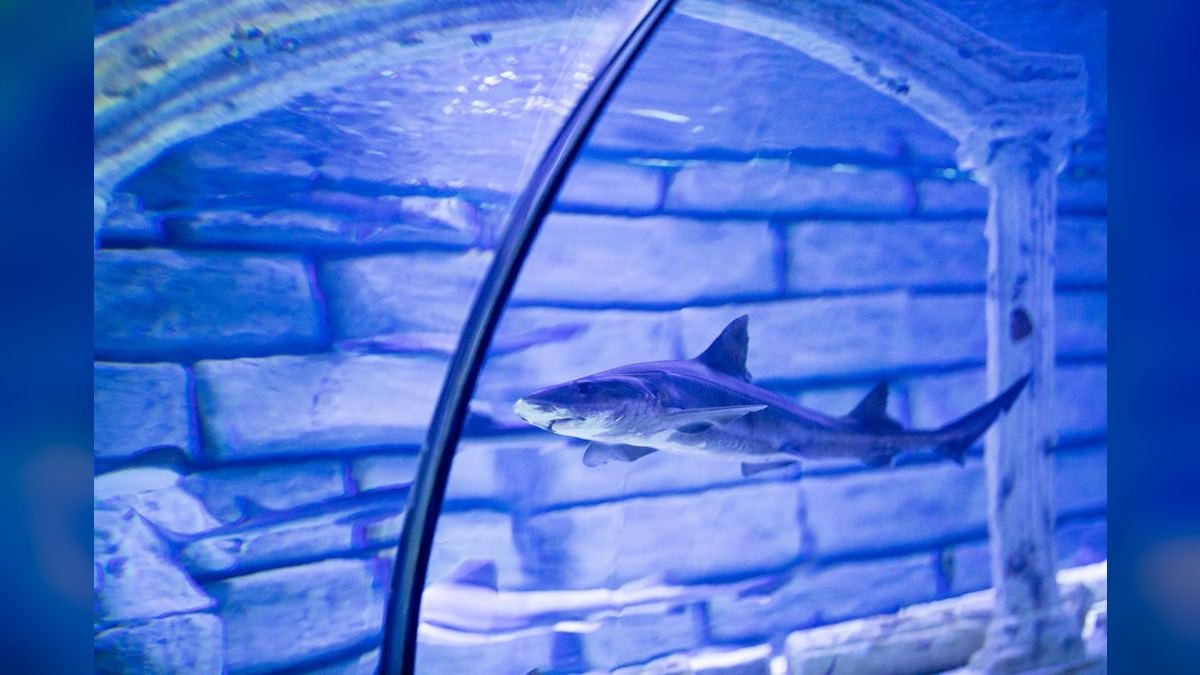Top 10 Custom Aquarium Builders 2027 — figure 6
