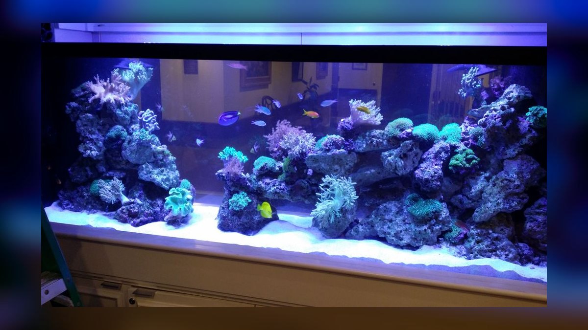 Top 10 Custom Aquarium Builders 2027 — figure 9