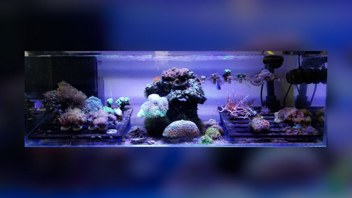 Top 10 Red Sea Reefer Alternatives 2027 — figure 10