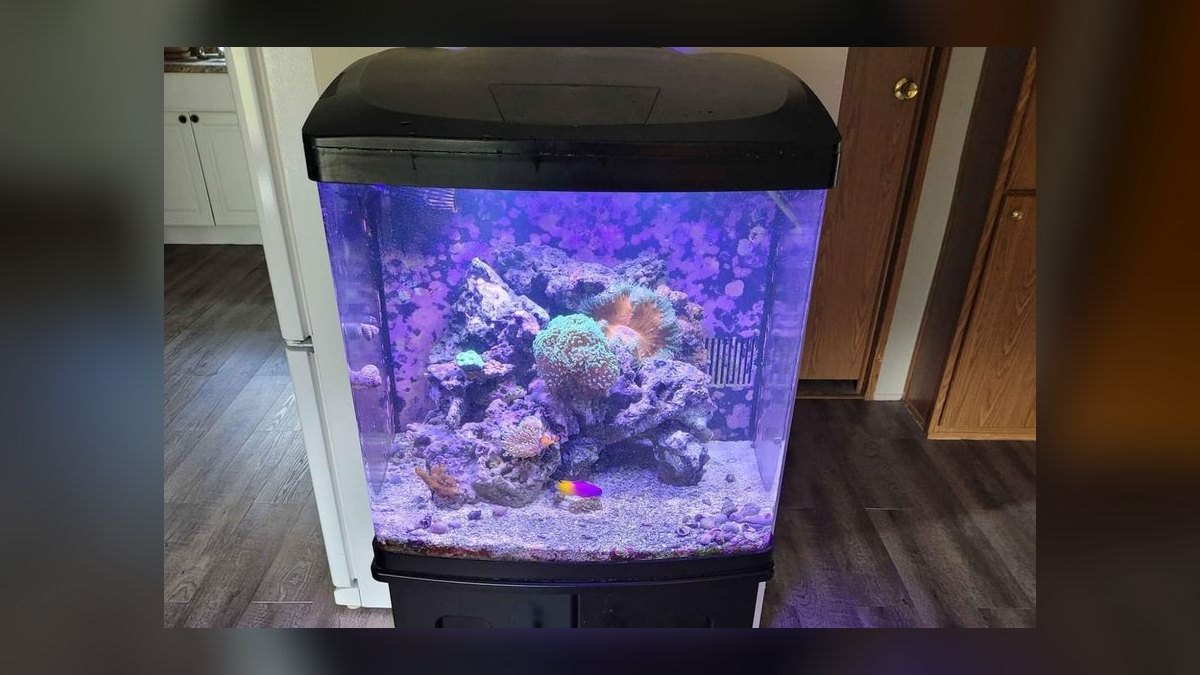 Top 10 Red Sea Reefer Alternatives 2027 — figure 9