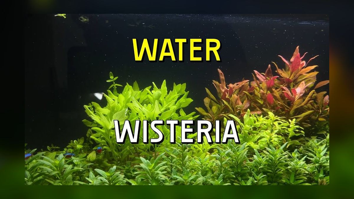 Top 10 Waterbox Aquarium Systems 2027 — figure 7