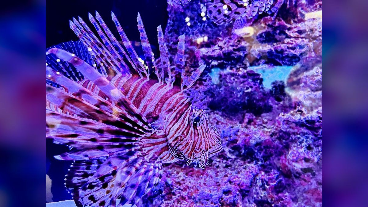 Top 10 Waterbox Aquarium Systems 2027