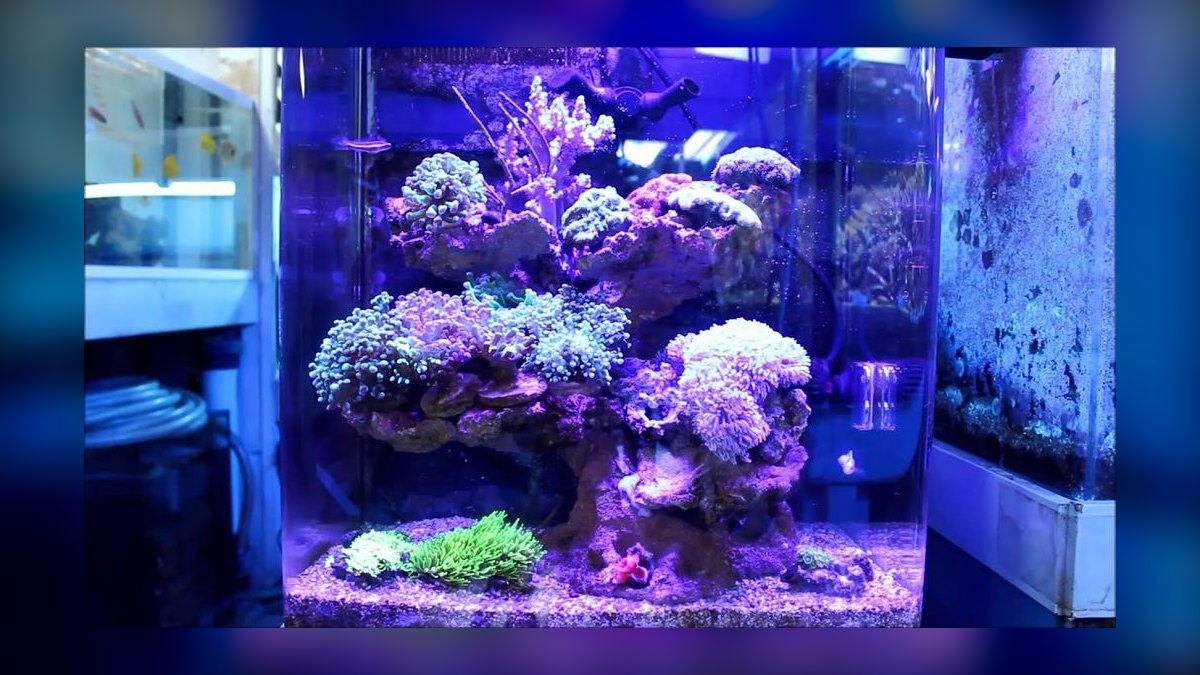 Top 10 AI Hydra Reef Lights 2027 — figure 8