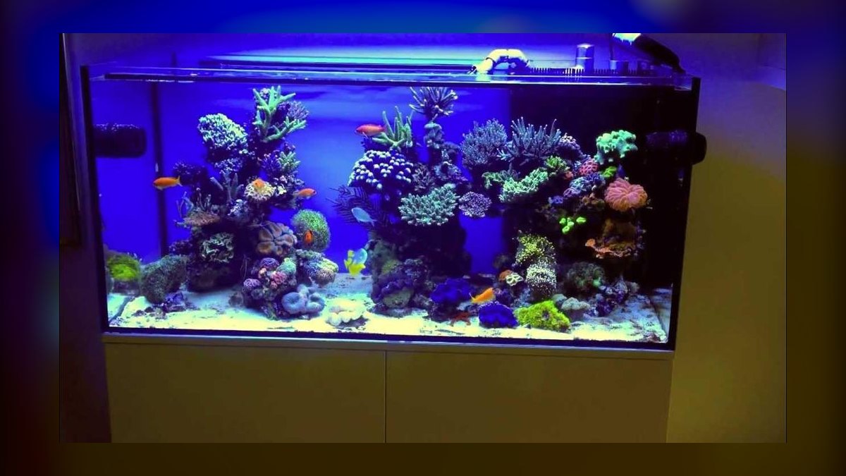 Top 10 T5 HO Reef Lighting 2027 — figure 1