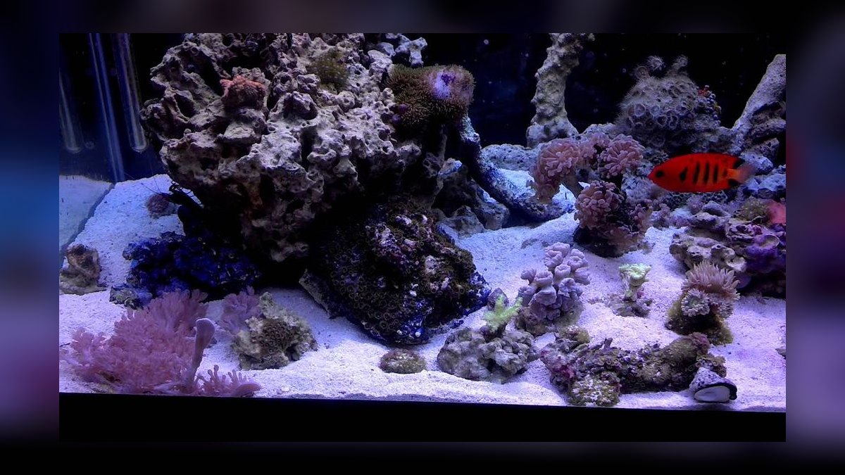 Top 10 T5 HO Reef Lighting 2027 — figure 4