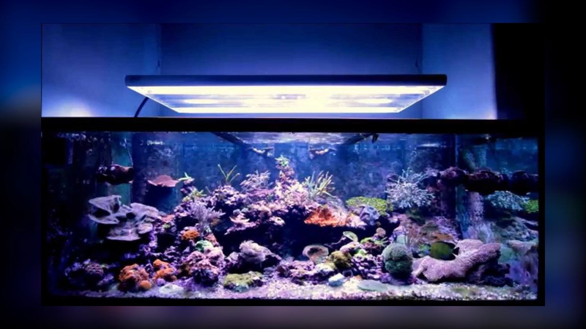 Top 10 T5 HO Reef Lighting 2027 — figure 8