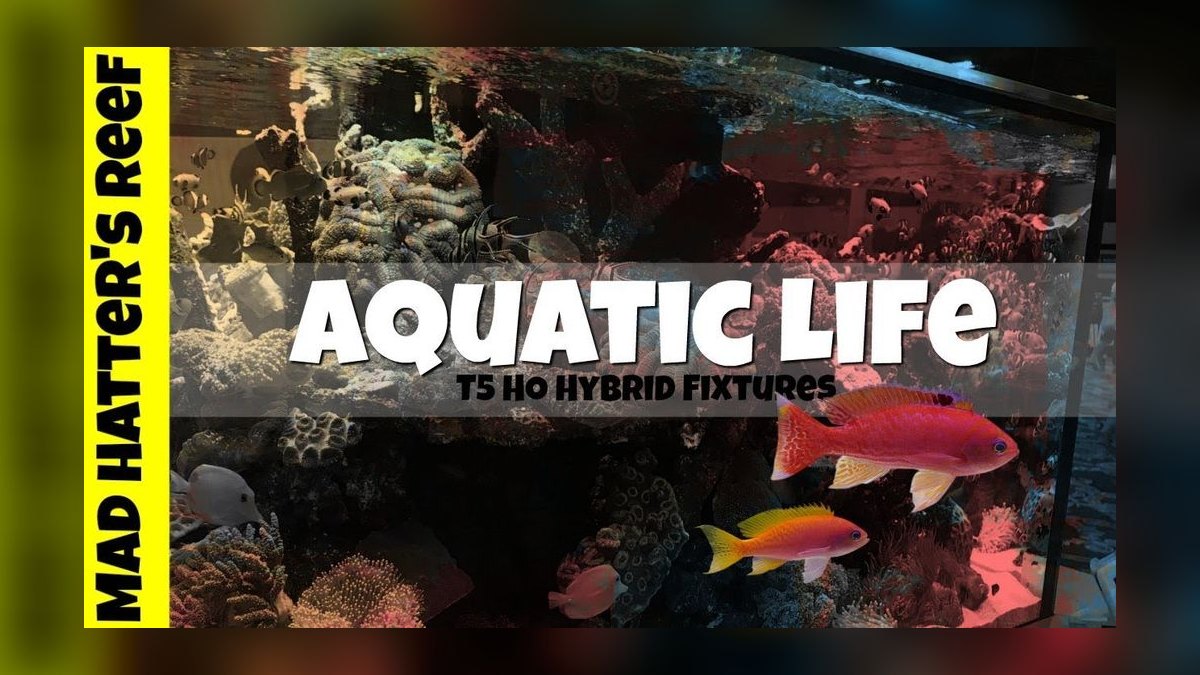 Top 10 T5 HO Reef Lighting 2027 — figure 9