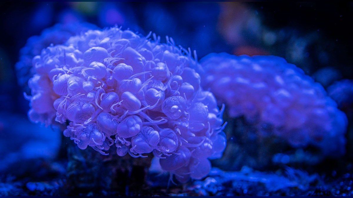 Top 10 T5 HO Reef Lighting 2027
