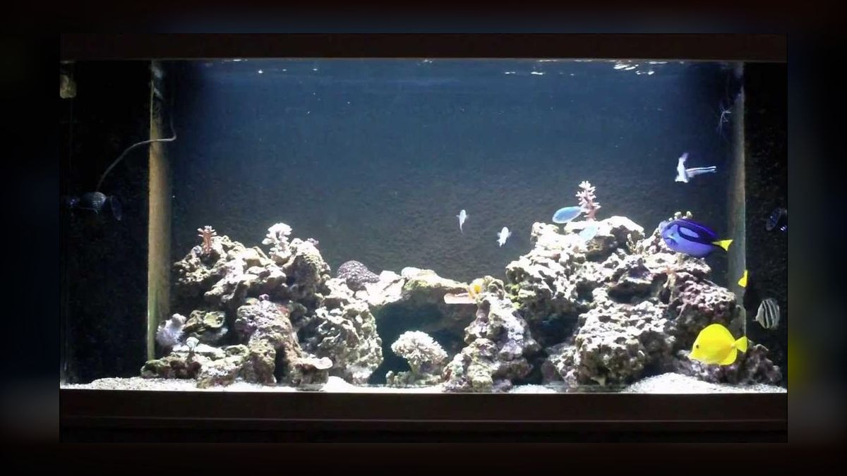 Top 10 T5 HO Reef Lighting 2027