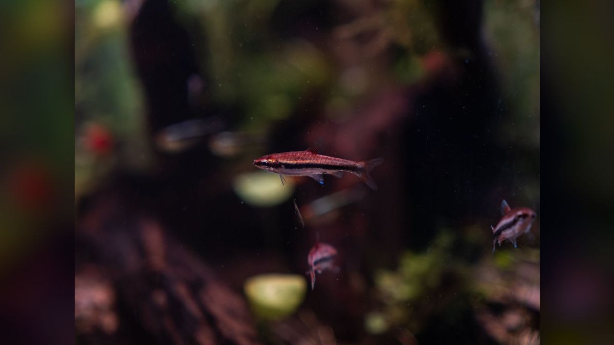 Top 10 Chihiros Planted Tank Lights 2027 — figure 3
