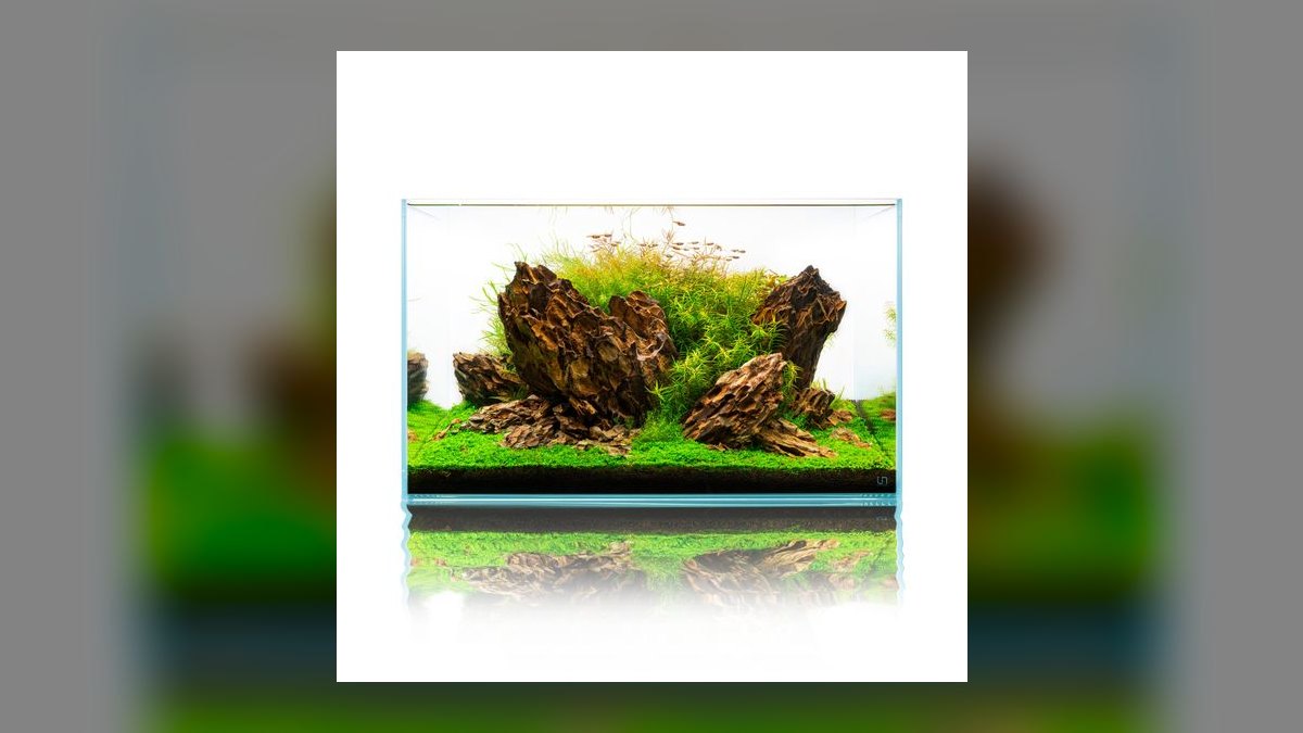 Top 10 Dragon Stone Aquascaping 2027 — figure 10