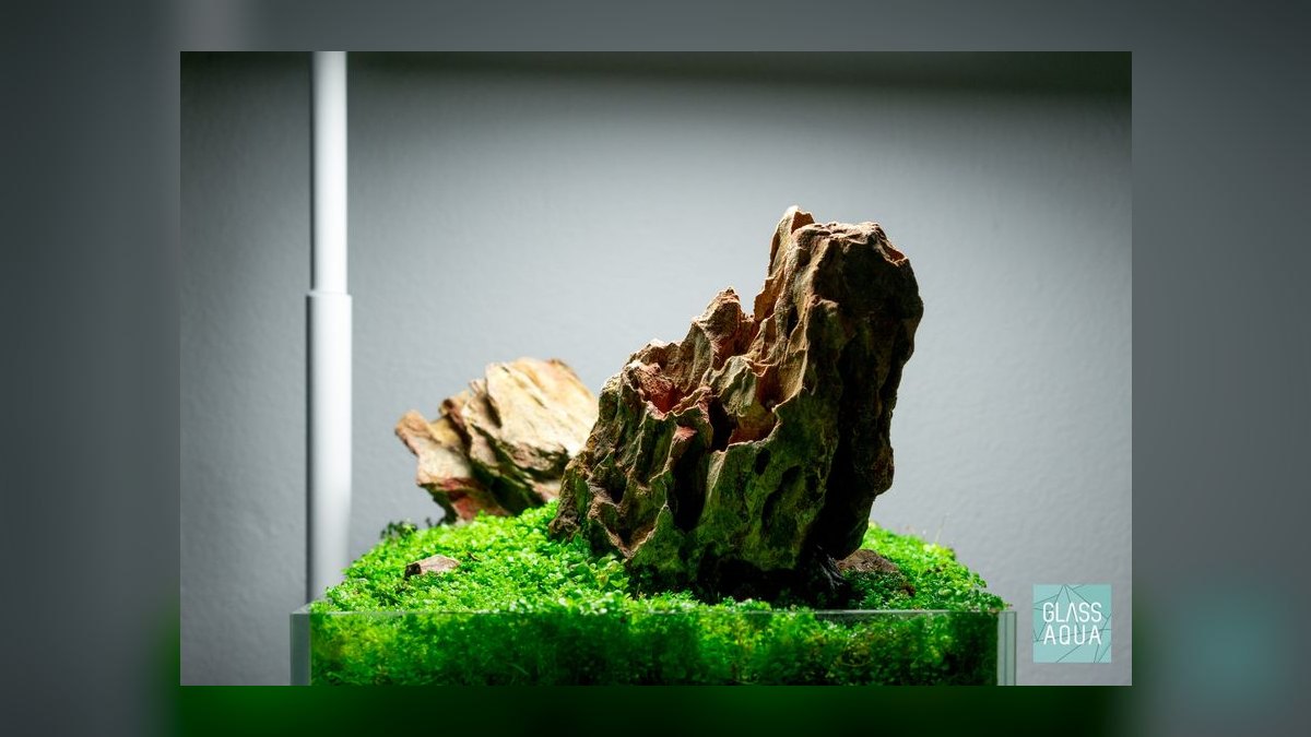Top 10 Dragon Stone Aquascaping 2027 — figure 4