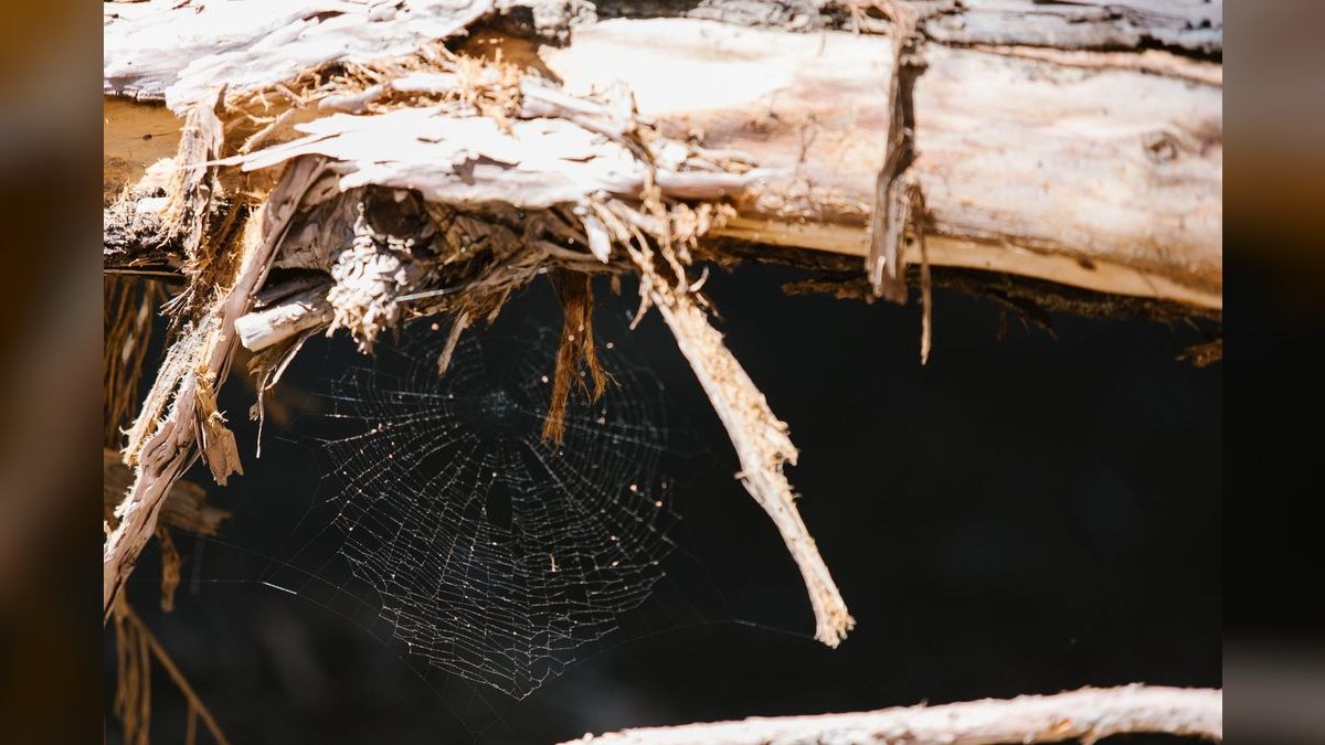 Top 10 Spider Wood for Aquascapes 2027 — figure 1