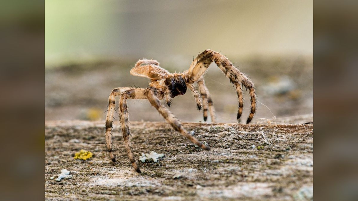 Top 10 Spider Wood for Aquascapes 2027 — figure 2
