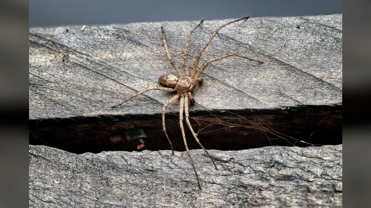 Top 10 Spider Wood for Aquascapes 2027 — figure 3
