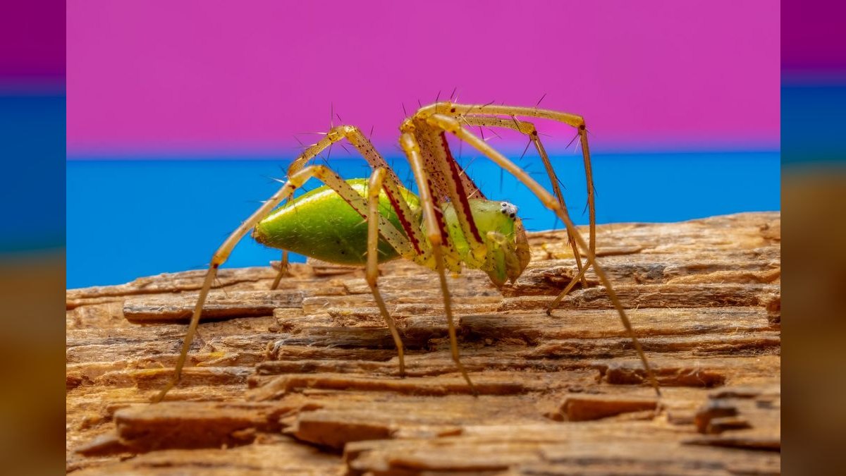 Top 10 Spider Wood for Aquascapes 2027 — figure 5