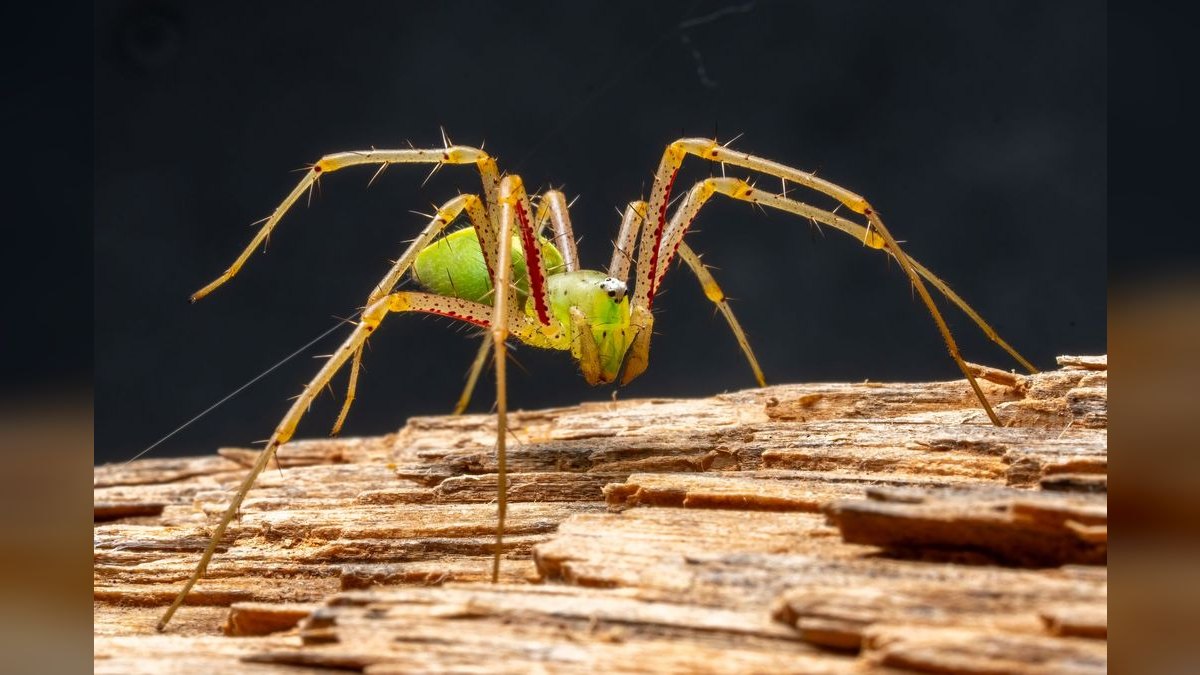 Top 10 Spider Wood for Aquascapes 2027 — figure 6