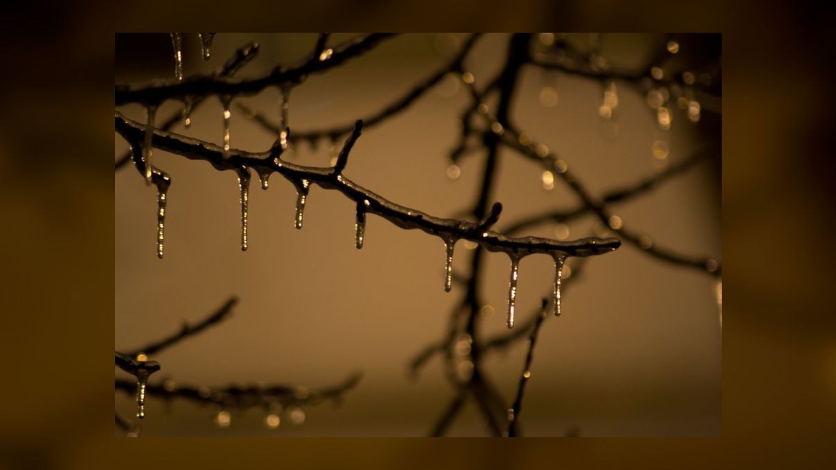 Top 10 Manzanita Driftwood Branches 2027 — figure 10