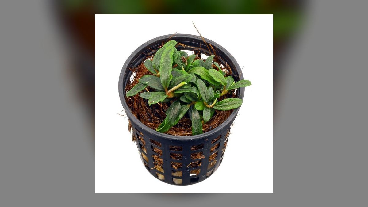 Top 10 Bucephalandra Varieties 2027 — figure 10