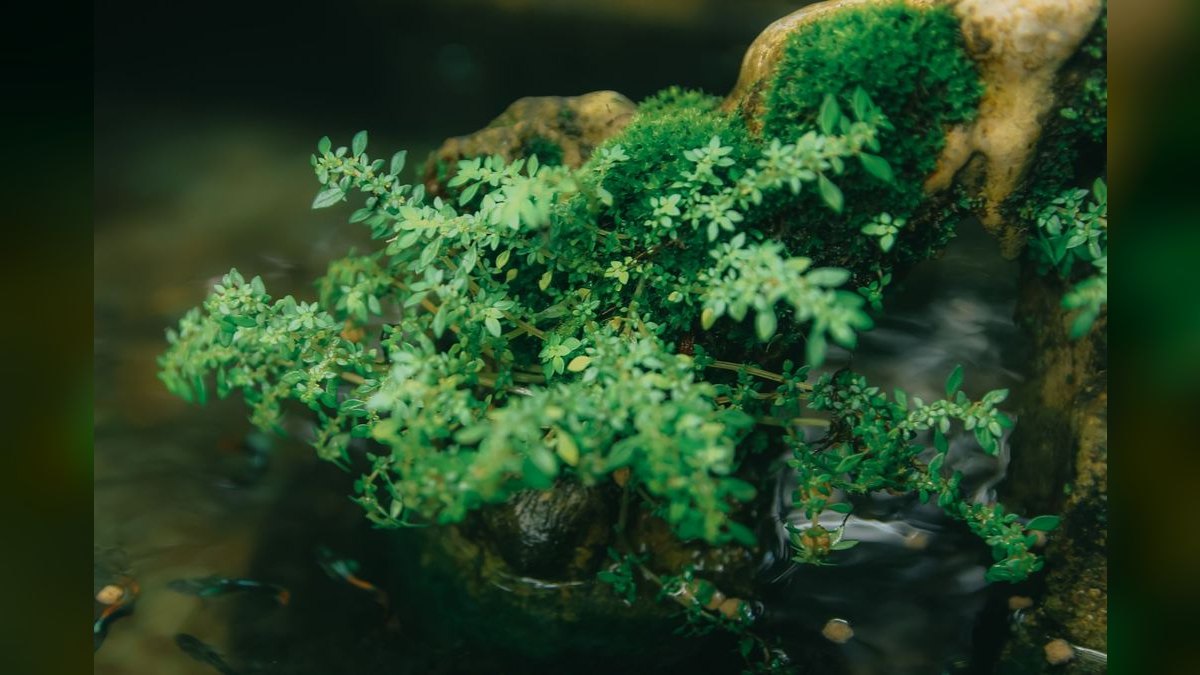 Top 10 Bucephalandra Varieties 2027 — figure 2