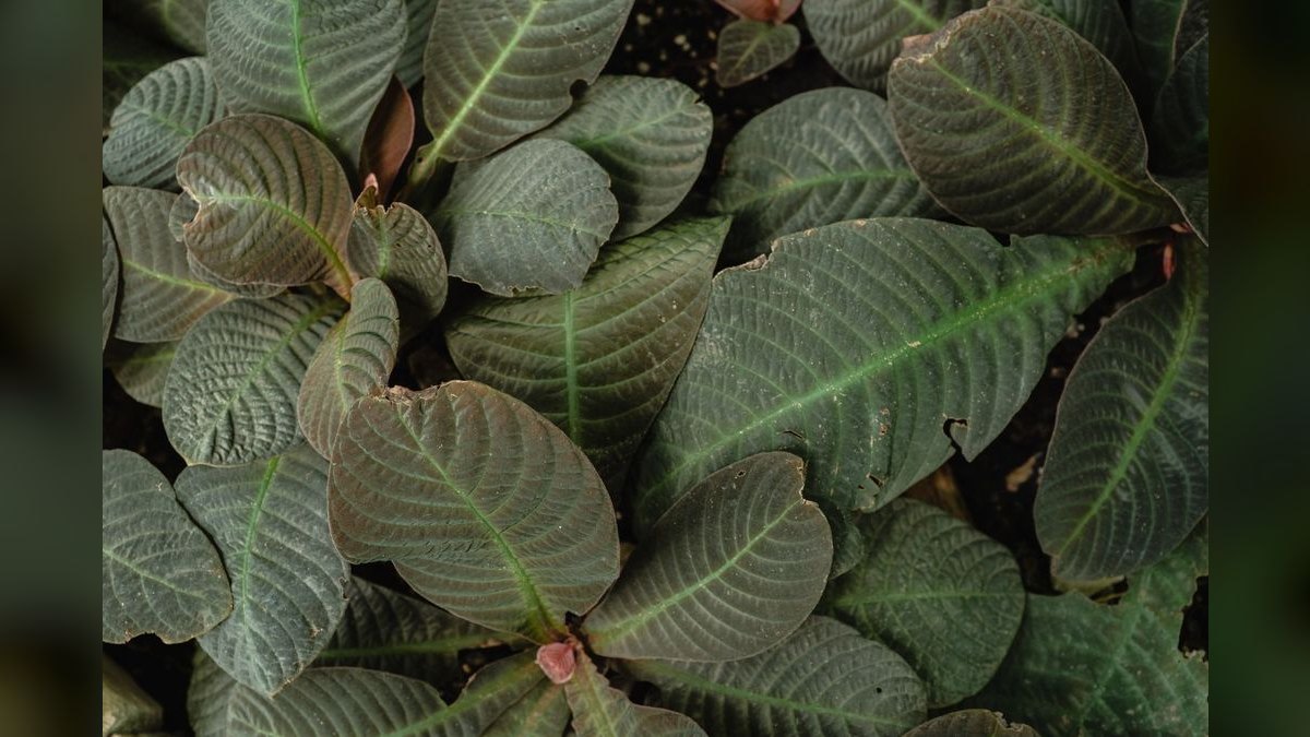 Top 10 Bucephalandra Varieties 2027 — figure 5