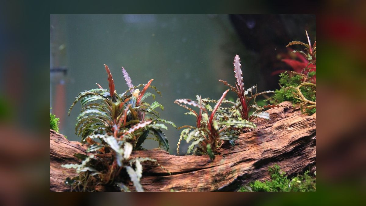 Top 10 Bucephalandra Varieties 2027 — figure 8