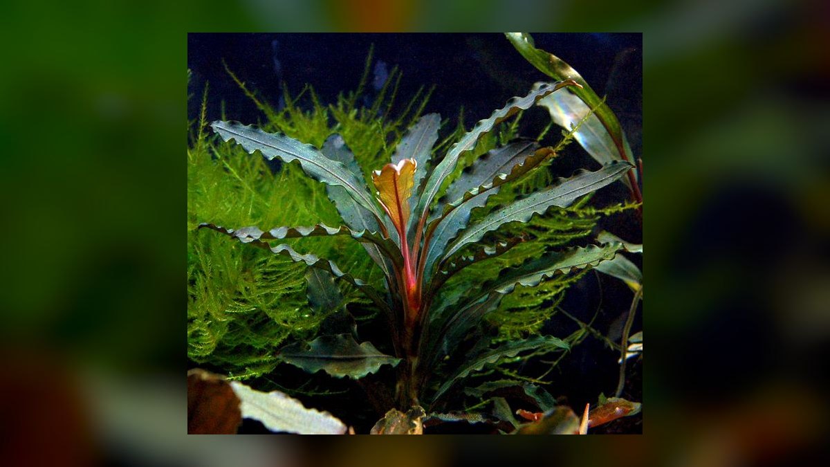 Top 10 Bucephalandra Varieties 2027 — figure 9