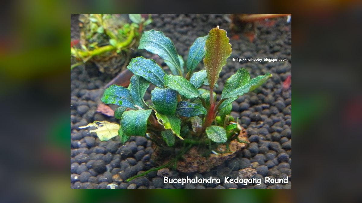 Top 10 Bucephalandra Varieties 2027