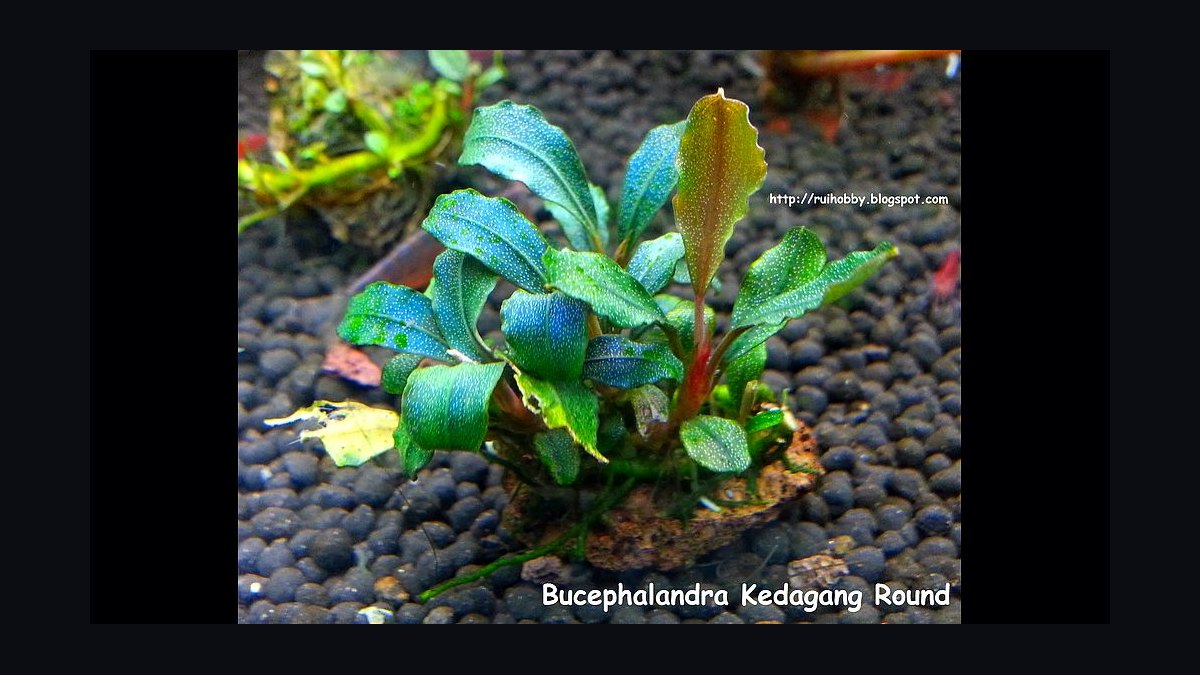 Top 10 Bucephalandra Varieties 2027