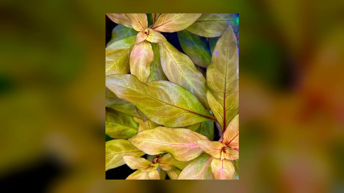 Top 10 Ludwigia Repens Color Varieties 2027 — figure 3