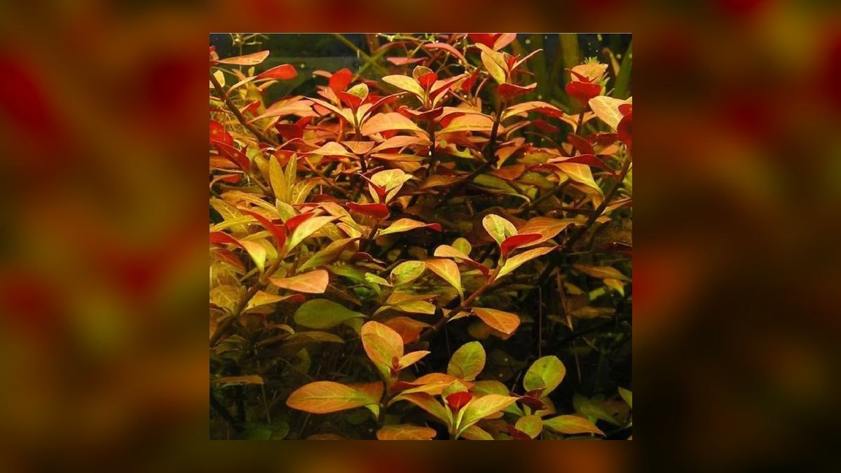 Top 10 Ludwigia Repens Color Varieties 2027 — figure 4