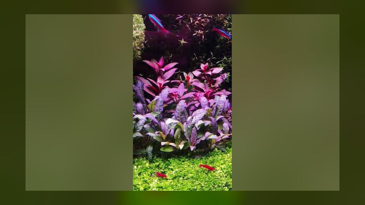Top 10 Ludwigia Repens Color Varieties 2027 — figure 5