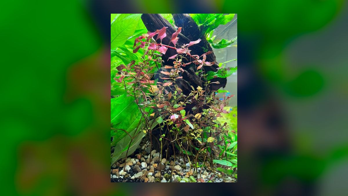 Top 10 Ludwigia Repens Color Varieties 2027 — figure 6