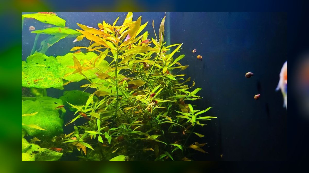 Top 10 Ludwigia Repens Color Varieties 2027 — figure 9