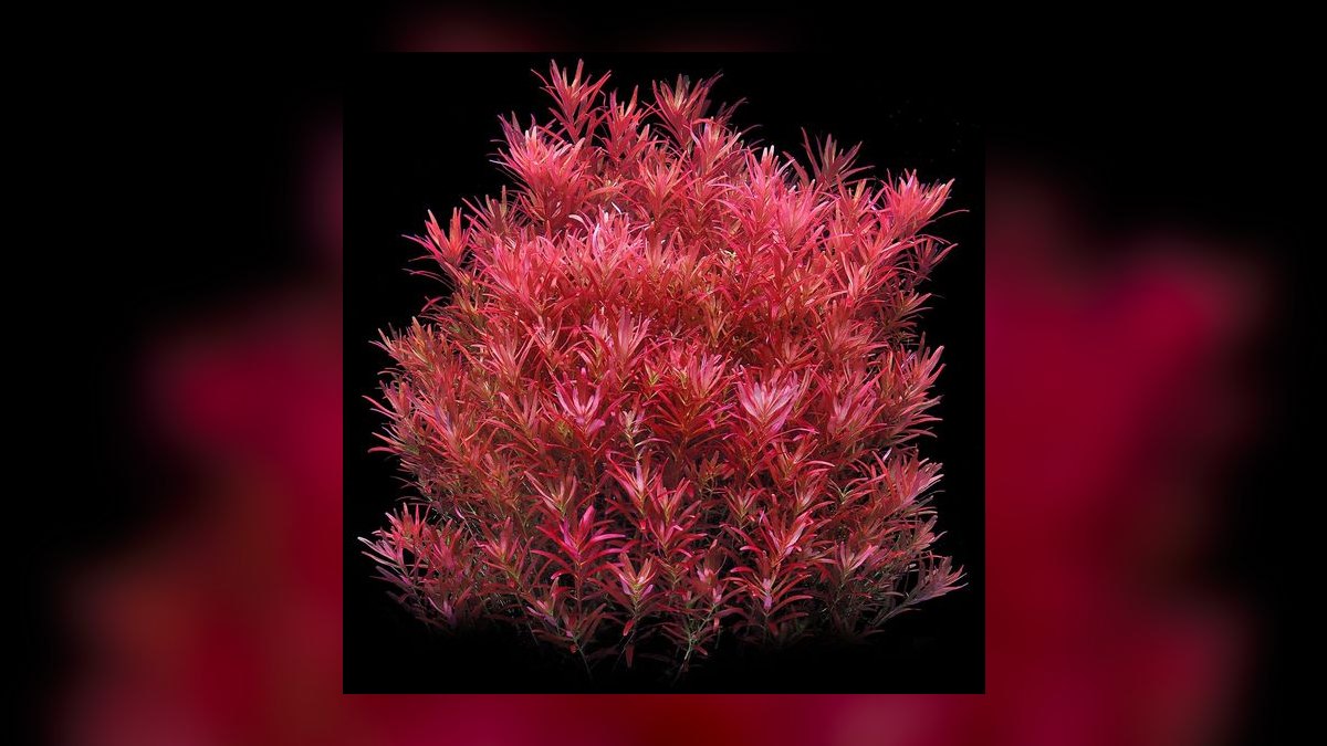 Top 10 Rotala Rotundifolia Types 2027 — figure 1